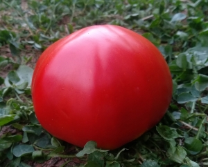 Семена томата сорта Gigante Farina (Гиганте Фарина) - Гиганты красные