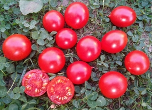 Семена томата сорта Riesentraube (Гигантская гроздь) - Высокорослые «черри» (балконные томаты) 