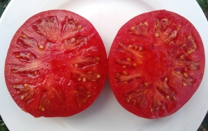 Семена сорта томата Гигант-мамонт - Гиганты красные