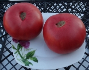 Семена сорта томата Гигант-победитель - гиганты