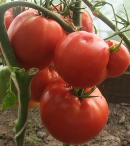 Семена томата сорта Гигант Сухомлинского - Гиганты сердцевидные