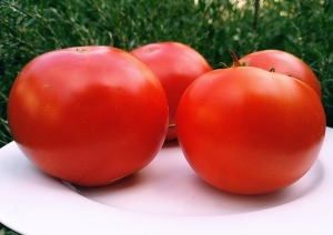 Семена сорта томата Waratah Dwarf (Гном Варатах) - Гномы