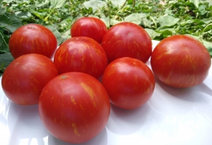 Семена сорта томата Dean’s Brad Gates Dwarf (Гном Дина Бред Гейтс) - Среднерослые