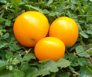 Семена томата сорта Dwarf Moby's сherry (Гном вишня Моби) - Гномы