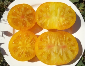 Семена томата сорта Jackass Yellow Dwarf (Гном Желтый осел) - Гномы