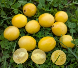 Семена томата сорта Dwarf Bendigo Moon (Гном Луна Бендиго) - Гномы