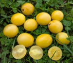 . Dwarf Bendigo Moon (Гном Луна Бендиго)