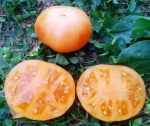 . Dwarf Orange Cream (Гном Оранжевый Крем)