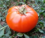 . Dwarf Blazing Beauty (Гном Сияющая красота) 