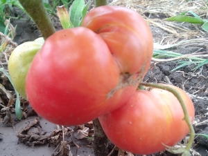 Семена томата сорта Mallee Rose Dwarf (Гном Малли Роуз) - Гномы