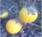 . Баклажан Golden Eggs (Золотые яйца)