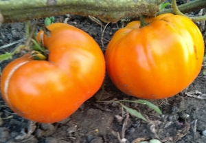 Семена томата сорта Граф Орлов (Orlov Yellow Giant) - Гиганты желтые и оранжевые