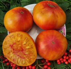 Семена томата сорта Pamplemousse du Grand Père (Грейпфрут великого Папы) - Гиганты двуцветные