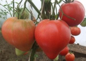 Семена томата сорта Грудь индианки - Гиганты сердцевидные