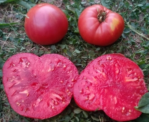 Семена томата сорта Guker's Special (Особенный Гукера) - Гиганты розовые