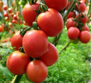 Семена сорта томата Де Барао Царский - Высокорослые сливовидно-овальные 