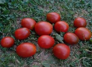 Семена сорта томата Де барао Черный - Высокорослые сливовидно-овальные