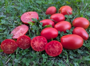 Семена томата сорта Джек Пот - среднерослые томаты