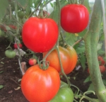 . Jumper (Джемпер)