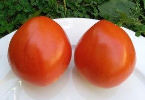 Семена томата сорта Домашний минусинец - Гиганты сердцевидные