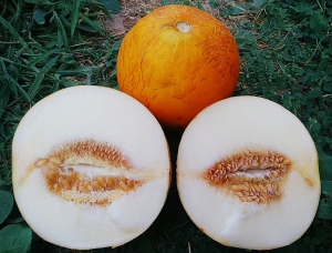 Семена дыни сорта Памяти Пангалло