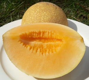 Семена дыни сорта Тропикана