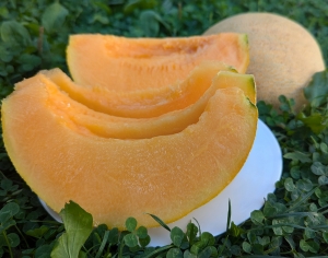 Семена дыни сорта Амброзия 