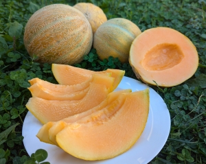 Семена дыни сорта Амброзия-2