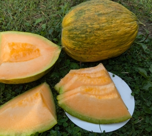 Семена дыни сорта Crenshaw (Креншоу)