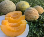 . Дыня Ортолани (Ortolani)