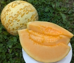 . Дыня Сыкызлы (Sakizli)