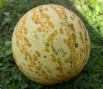 . Дыня Сыкызлы (Sakizli)