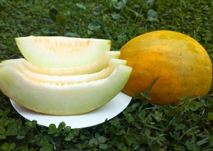 Семена дыни сорта Фортуна