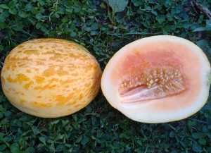 Семена дыни сорта Delice De La Table - 2