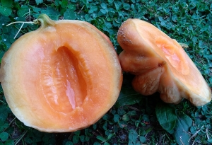 Семена дыни сорта Delice De La Table (Столовая деликатесная)