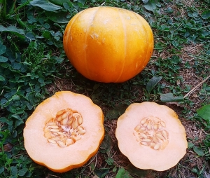 Семена дыни Noir de Cormes (Нуар де Карм)