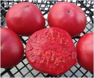 Семена томата сорта Египетский великан - Гиганты розовые