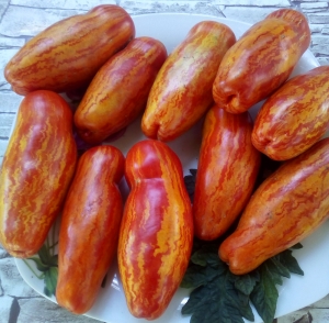 Семена томата сорта Желтый тюльпан (Yellow Tolir) - Длинноплодные томаты