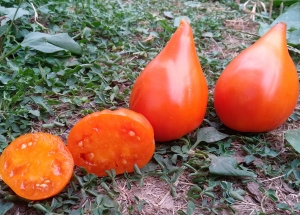 Семена томата сорта Заилийский Алатау желтый - Гиганты сердцевидные