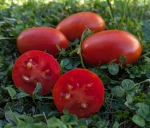 . Засолочный деликатес