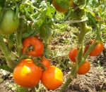 . Званый вечер 