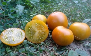 Семена томата сорта Kangaroo Paw Green (Зелёная Лапа Кенгуру) - Гномы