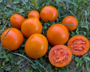 Семена сорта томата Зеро - раннеспелые низкорослые кустовой