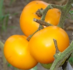 . Золотая рапсодия