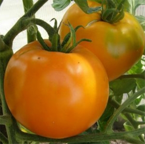 Семена томата сорта Золотой бык - Среднерослые