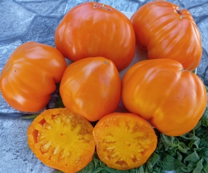 Семена томата сорта Золотой гребень (Cresta di Oro) - Гиганты сердцевидные