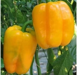. Перец Золотой дождь