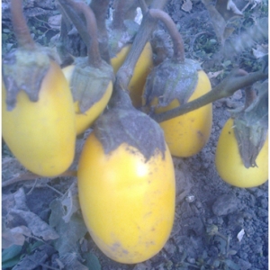 Семена баклажана сорта Золотой мальчик