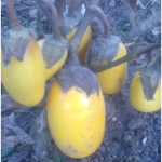 . Баклажан Золотой мальчик