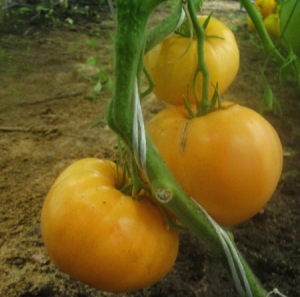 Семена томата сорта Gary’s golden bear (Золотой медведь Гари) - Гиганты желтые и оранжевые